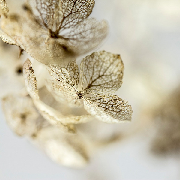 Hortensie